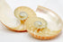 Striped Nautilus Half Shell Set of 2